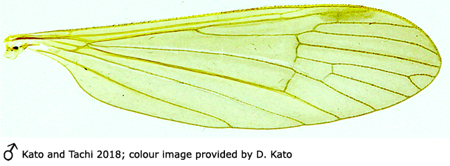wing