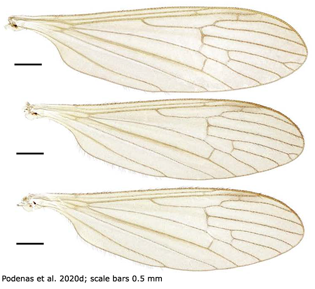 wing