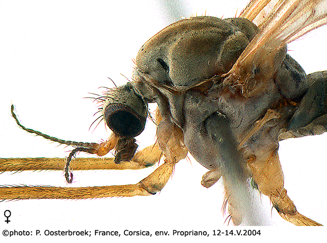 body part(s) - head and thorax