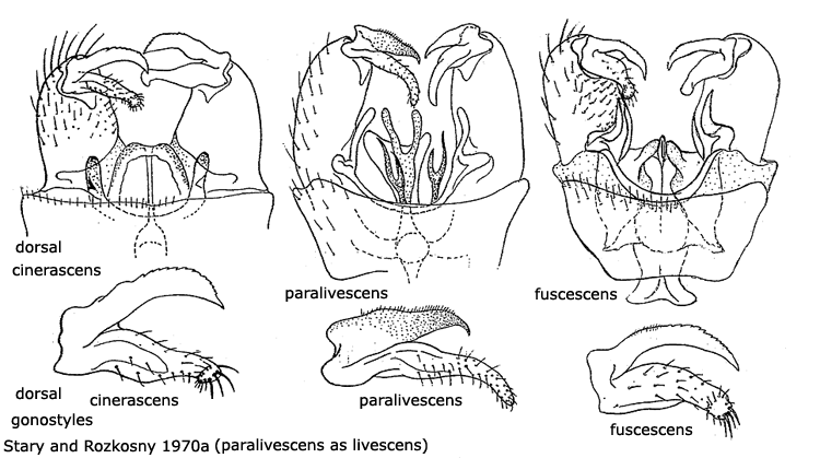 hypopygium