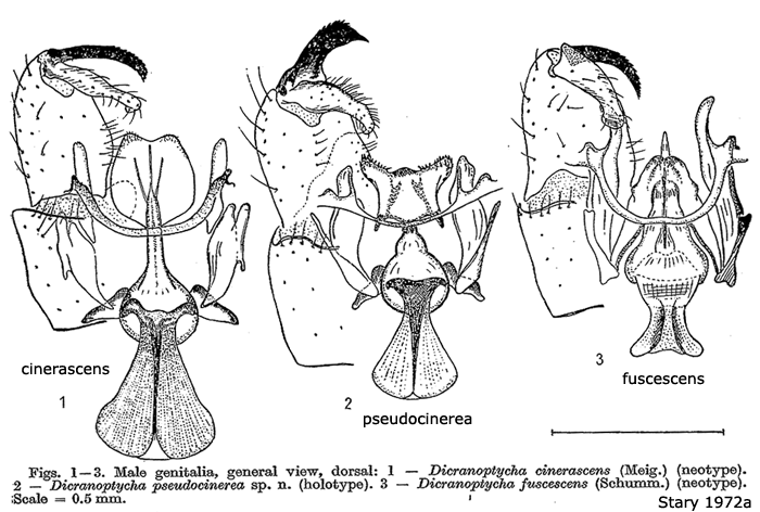 hypopygium