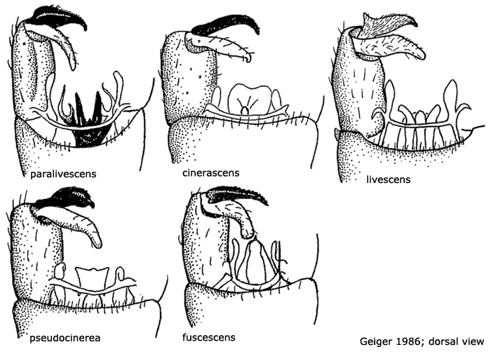 hypopygium