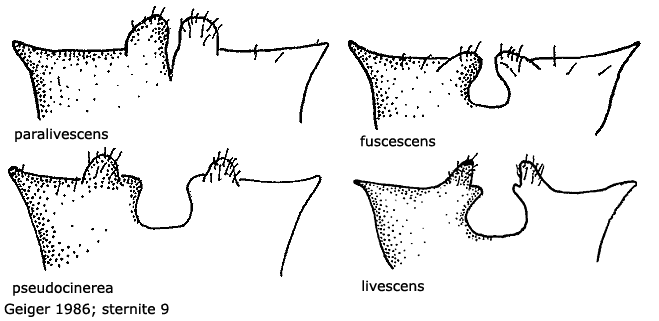 hypopygium