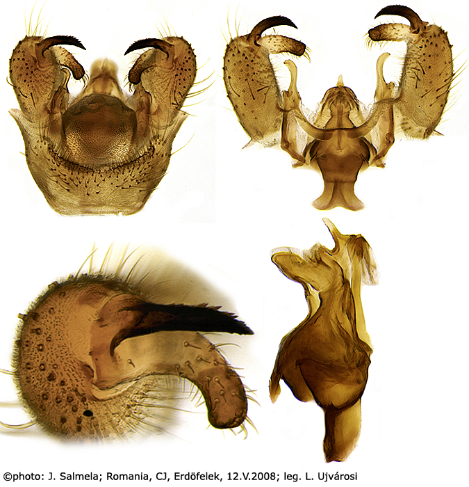 hypopygium