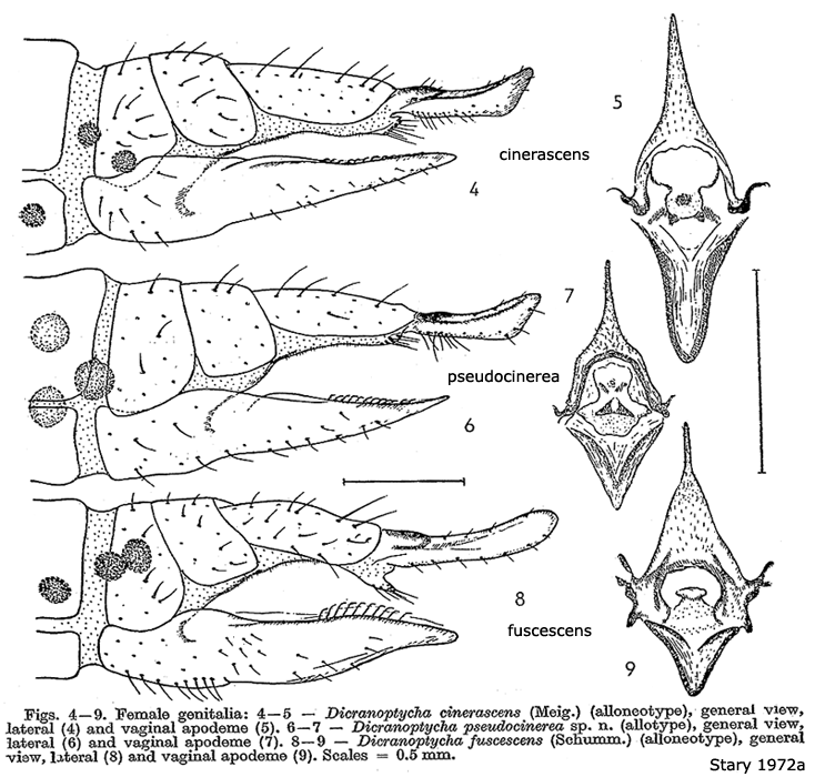 ovipositor