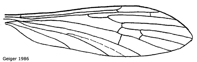 wing