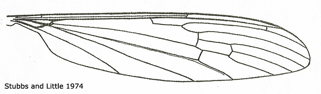wing