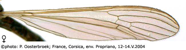 wing