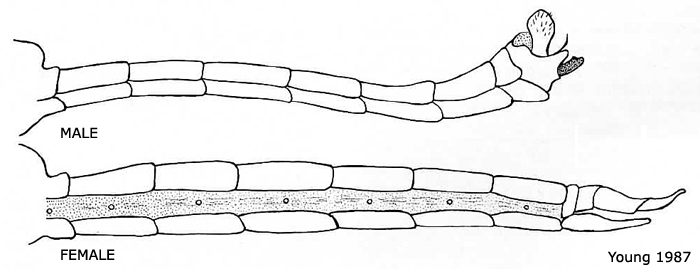 body part(s) - abdomen