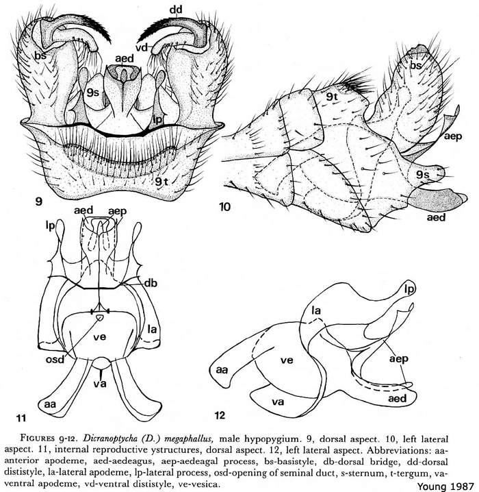 hypopygium