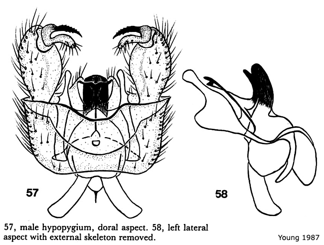 hypopygium