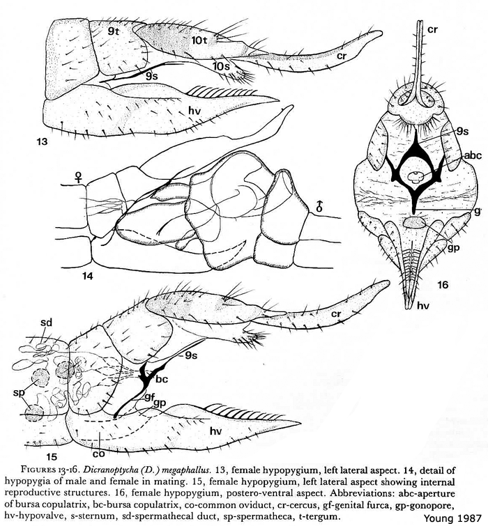 ovipositor