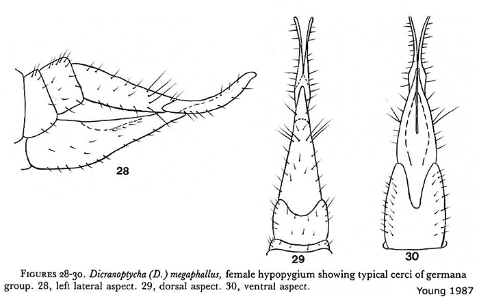 ovipositor