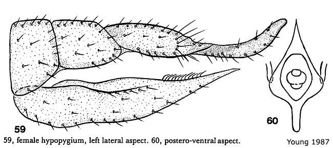 ovipositor