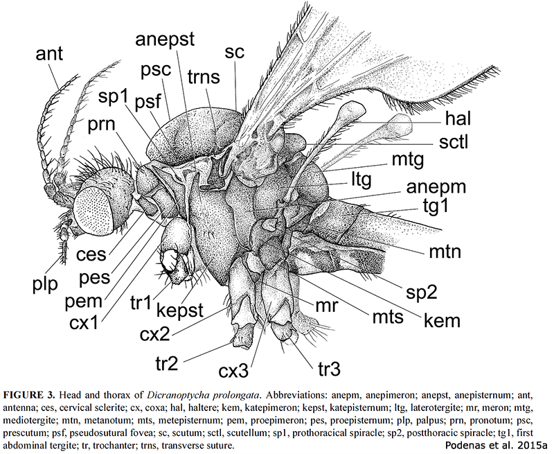 body part(s) - head and thorax