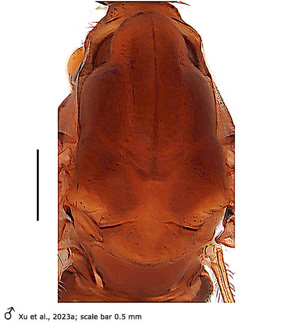 body part(s) - thorax