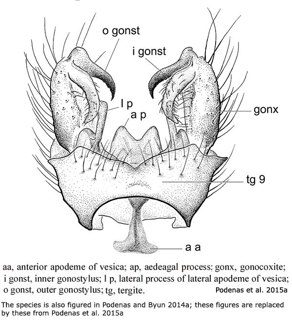 hypopygium