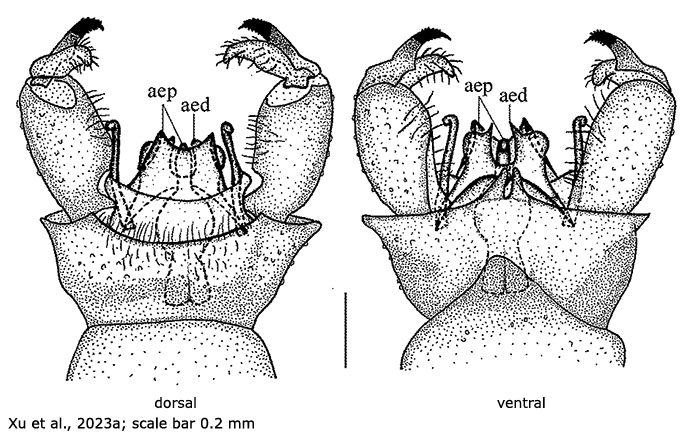 hypopygium