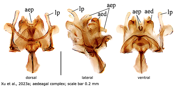 hypopygium