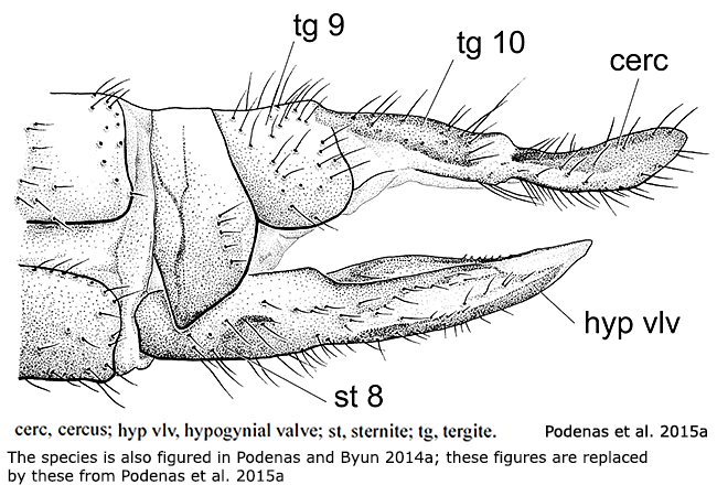 ovipositor