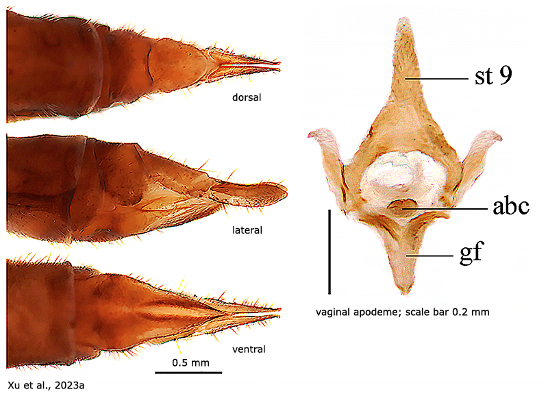 ovipositor