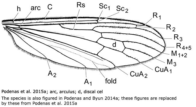wing
