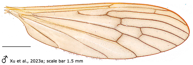 wing