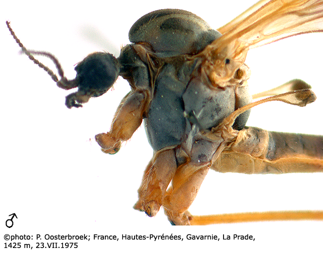 body part(s) - head and thorax