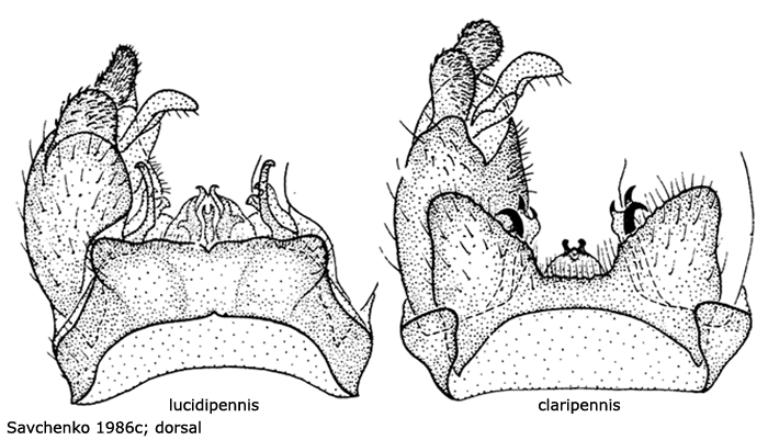 hypopygium