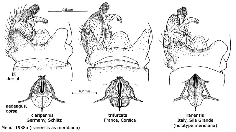hypopygium