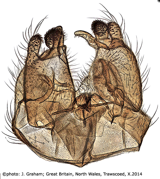 hypopygium