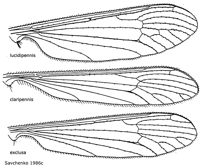 wing