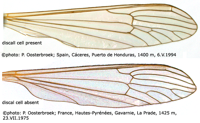 wing