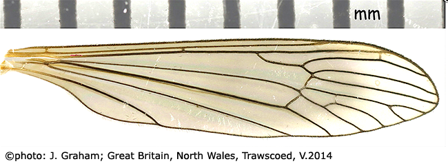 wing