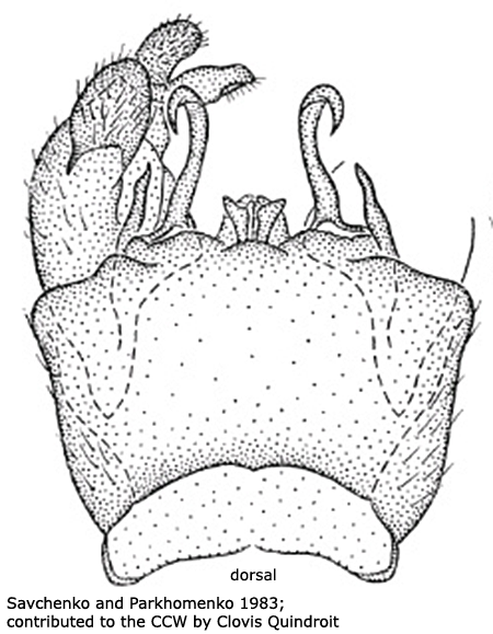 hypopygium