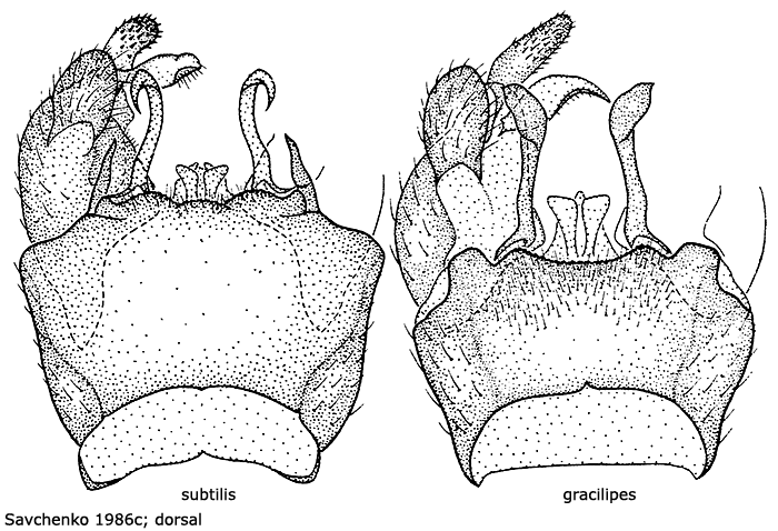 hypopygium