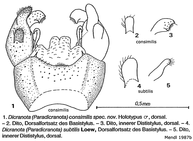 hypopygium
