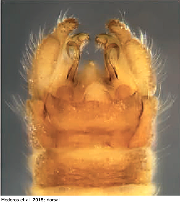 hypopygium