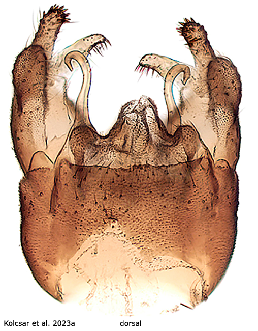 hypopygium