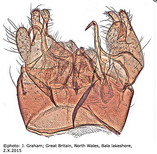 hypopygium