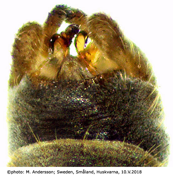 hypopygium