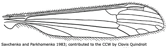 wing
