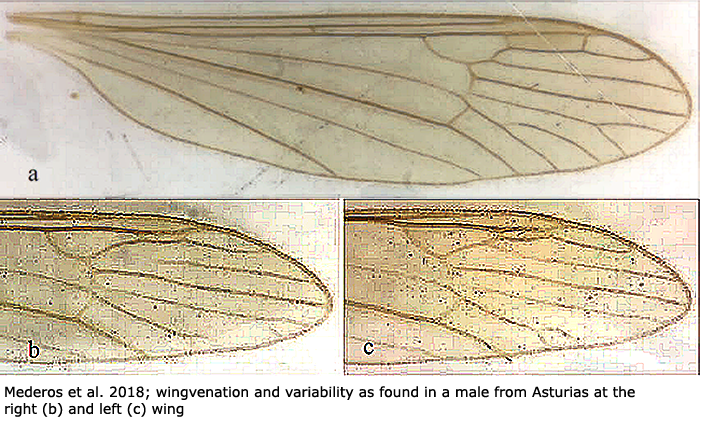 wing