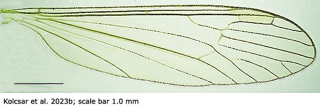 wing