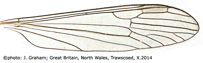 wing