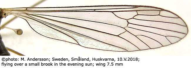 wing