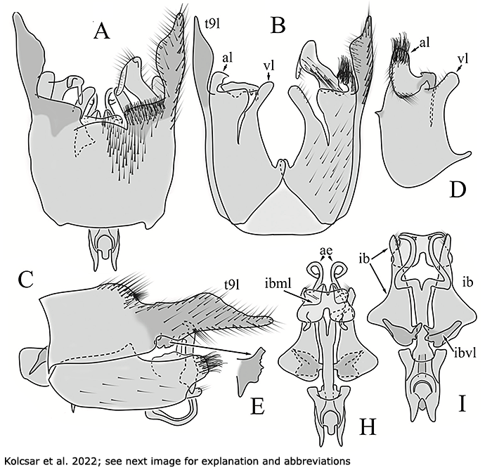 hypopygium