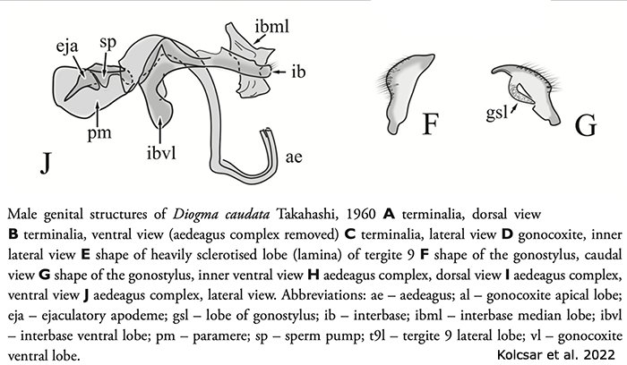 hypopygium