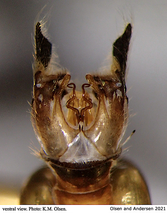 hypopygium