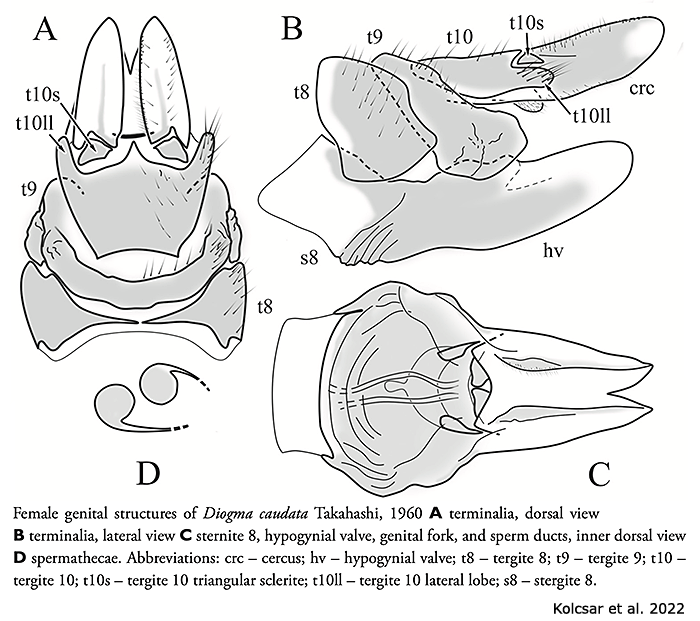 ovipositor